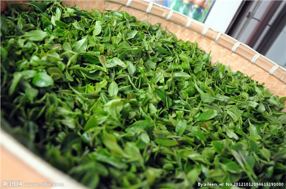 茶葉減農殘，施肥要微補控氮