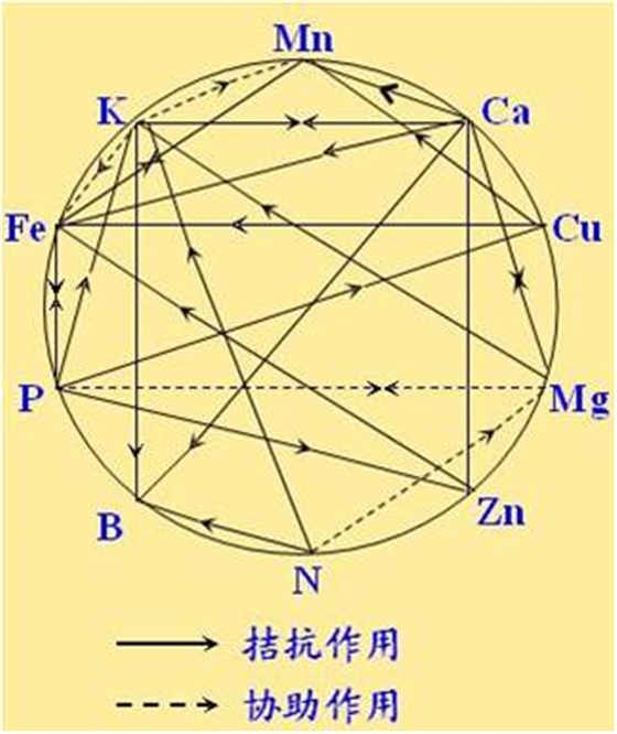 原料型鉀肥和鎂肥為什么會(huì )發(fā)生拮抗？