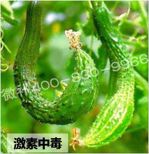 #微肥課堂#葉面肥含激素好嗎？