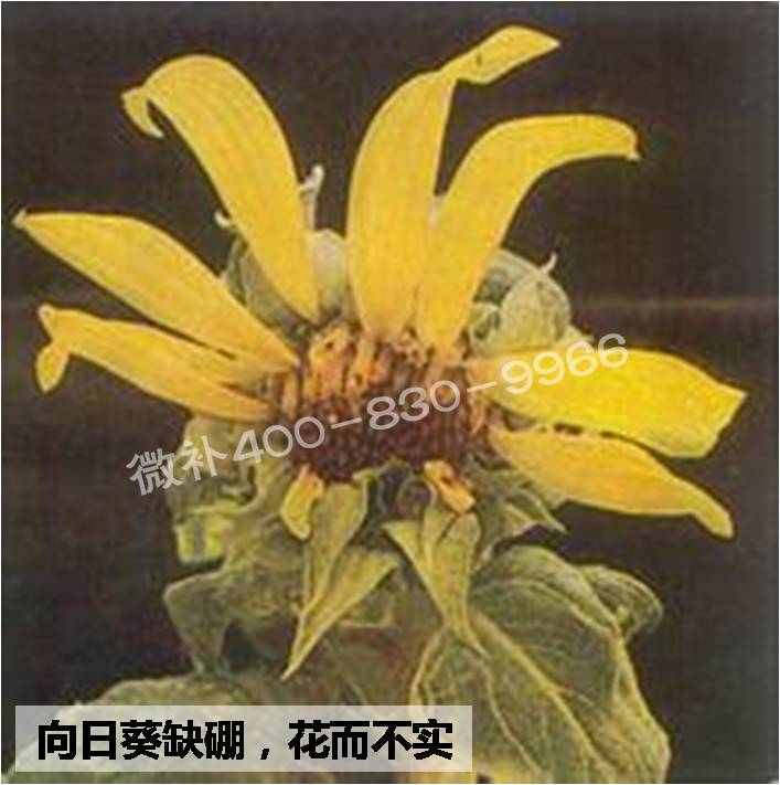 大田作物缺硼，就用高生物活性海藻液體硼，補硼更有效！