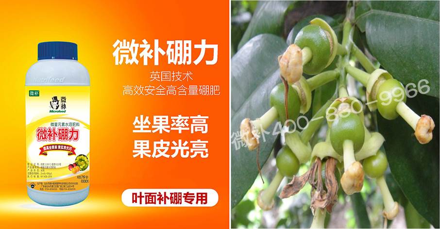 蜜柚促花壯花除了補磷還需要補硼鋅？