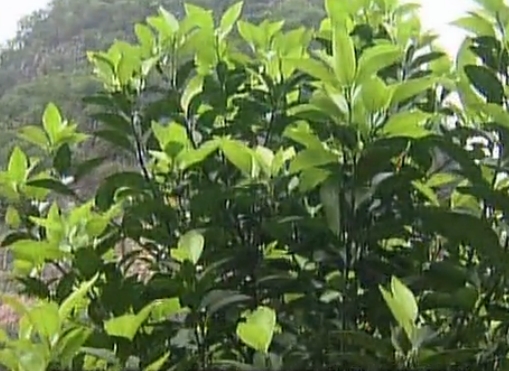 柑橘淋沖微補鈣肥，促根預防黃樹(shù)，樹(shù)壯保果品質(zhì)好