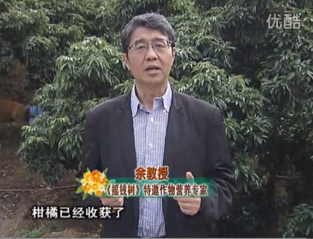 20160104珠江臺搖錢(qián)樹(shù)：防治柑橘黃樹(shù)、減少采后弱樹(shù) 撒微補倍力、噴碧力+壯力