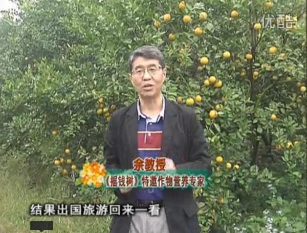20160111珠江臺搖錢(qián)樹(shù)：貢柑大場(chǎng)樹(shù)弱黃葉，今年樹(shù)勢大翻身果靚還高價(jià)！