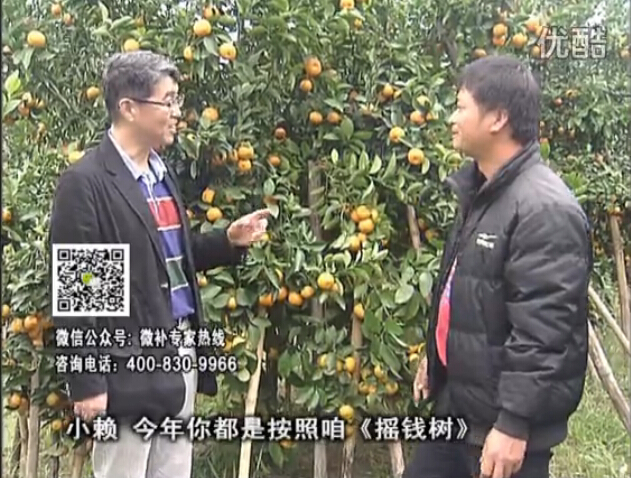 20160125珠江臺搖錢(qián)樹(shù)：如何解決柑橘兩大問(wèn)題：黃樹(shù)和果品質(zhì)差？