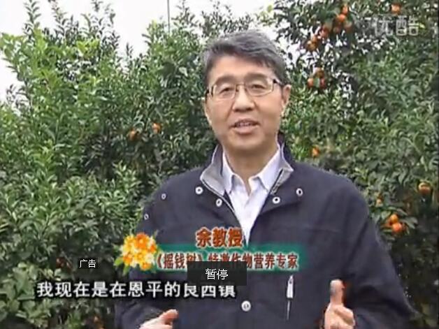 20160229珠江臺搖錢(qián)樹(shù)：柑橘用微補全年方案，黃樹(shù)恢復、果品質(zhì)好賣(mài)價(jià)高