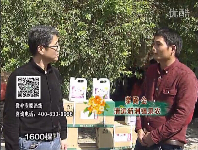 20160314珠江臺搖錢(qián)樹(shù)：柑橘用微補方案，保樹(shù)有收益