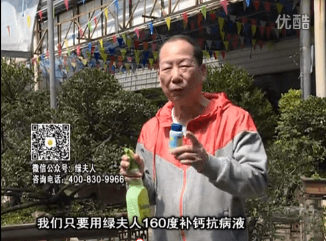?20160321珠江臺搖錢(qián)樹(shù)：盆栽花卉用綠夫人160度補鈣抗病液，低溫陰雨天長(cháng)勢壯、抗病好