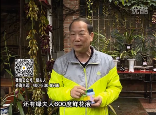 20160404珠江臺搖錢(qián)樹(shù)：養禾雀花等盆栽，用綠夫人營(yíng)養液養得好又增色
