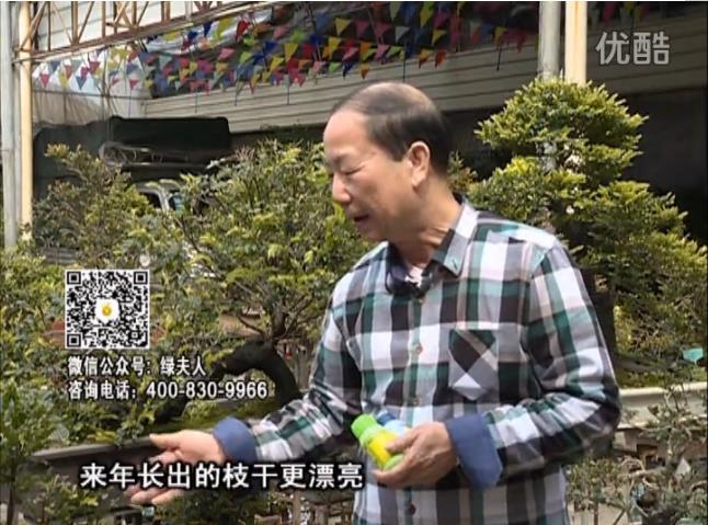 通叔親自體驗，盆景凍后用綠夫人營(yíng)養液抽芽恢復好