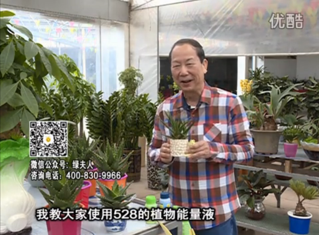 20160425珠江臺搖錢(qián)樹(shù)：室內綠植用綠夫人營(yíng)養液，補充營(yíng)養健康又環(huán)保