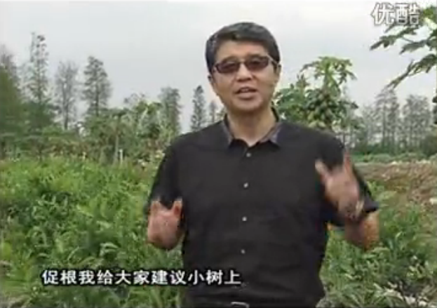 20160509珠江臺搖錢(qián)樹(shù)：柑橘淋微補根力鈣+精力，噴微補葉面肥，保樹(shù)分果好