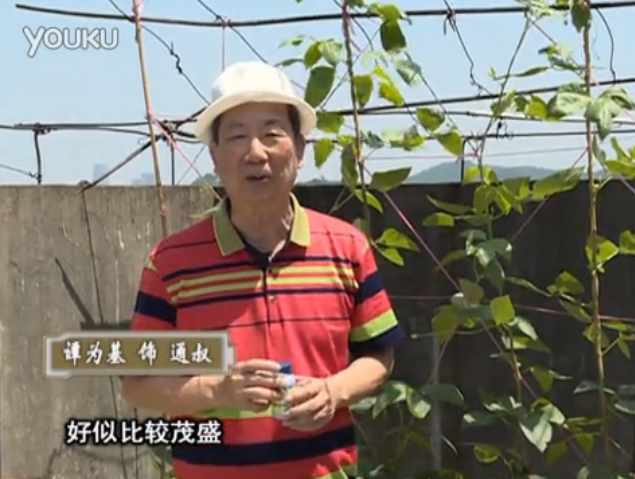 20160530珠江臺搖錢(qián)樹(shù)：天臺種豆角用綠夫人160度補鈣抗病液，長(cháng)勢壯，幫助開(kāi)花坐果