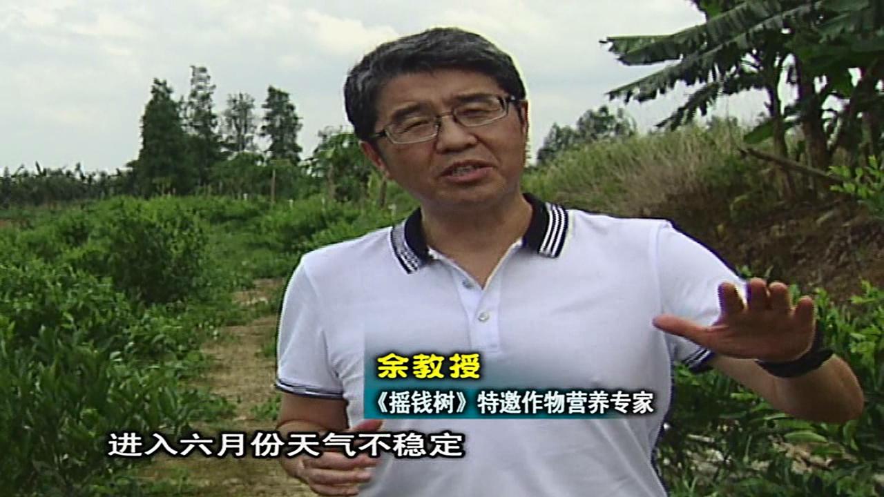 20160613珠江臺搖錢(qián)樹(shù)：柑橘?lài)娢⒀a蓋力、淋根力鈣，補鈣減少裂果、太陽(yáng)果、果更硬