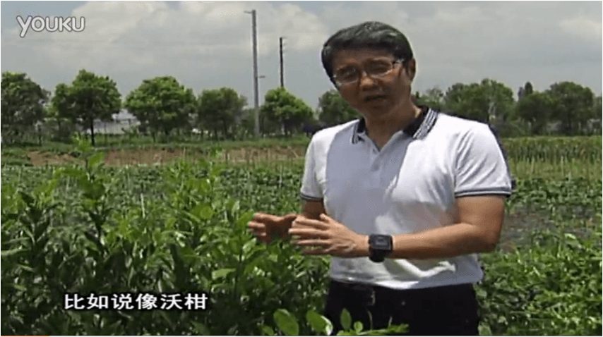 20160627珠江臺搖錢(qián)樹(shù)：柑橘減少黃葉花葉，淋微補根力鈣+沖力鎂、噴微補碧力