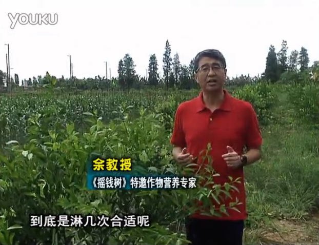 20160718珠江臺搖錢(qián)樹(shù)：柑橘放新梢怎么淋水肥好？2次微補秋梢整齊健壯