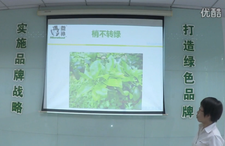 柑橘-預防秋梢黃、梢不出，如何放梢保樹(shù)好？微補講座