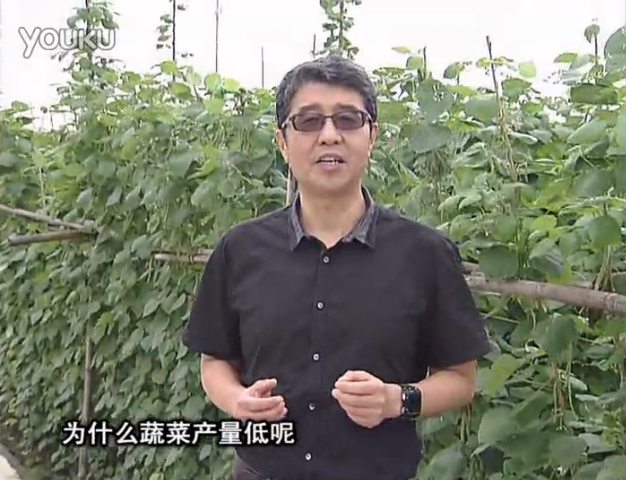 20160502珠江臺搖錢(qián)樹(shù)：雨水天多蔬菜漚根沒(méi)產(chǎn)怎么辦？撒微補倍力，噴花力+果力，提高坐果產(chǎn)量