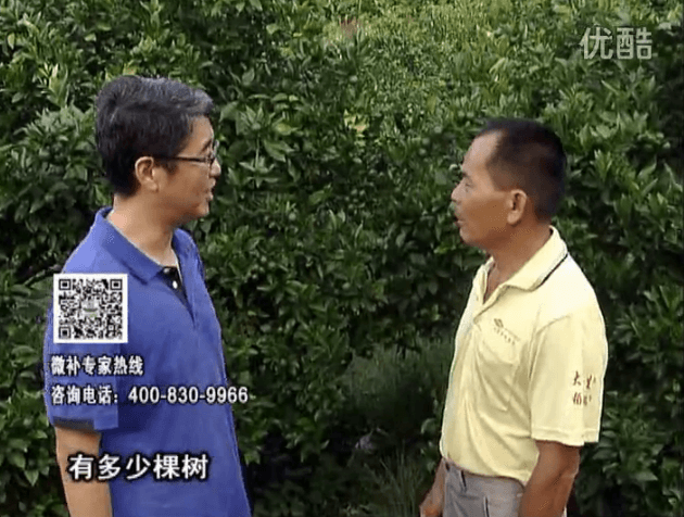 20160801珠江臺搖錢(qián)樹(shù)：柑橘連續7年用微補方案，保樹(shù)青綠每年增產(chǎn)30%