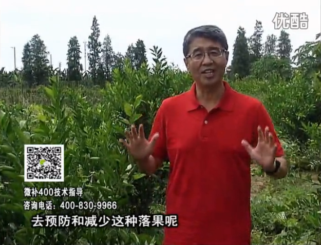 20160808珠江臺搖錢(qián)樹(shù)：柑橘?lài)娢⒀a碧力+壯力或蓋力，預防減少缺鎂落果，果硬膨大好