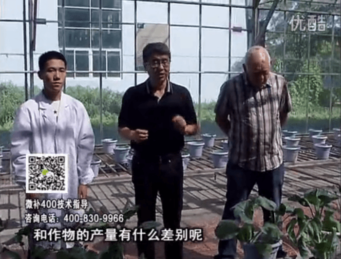 20160829珠江臺搖錢(qián)樹(shù)：微補溫室實(shí)驗：大量元素水溶肥pk添加中微量元素的差距！