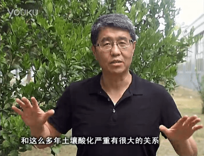 20160905珠江臺搖錢(qián)樹(shù)：柑橘秋風(fēng)一吹就黃，調酸淋沖微補調力是關(guān)鍵，同時(shí)保樹(shù)膨果