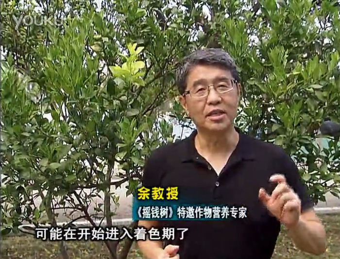 20160912珠江臺搖錢(qián)樹(shù)：柑橘用微補方案，果實(shí)著(zhù)色好，提前促花、預防落果