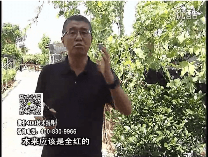 珠江臺搖錢(qián)樹(shù)：柑橘著(zhù)色葉噴紅果力，著(zhù)色均勻增甜增重