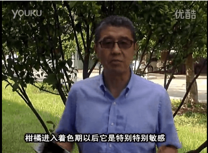 20161031珠江臺搖錢(qián)樹(shù)：柑橘?lài)娂t果力、蓋力 鈣足果硬、裂果霜凍少