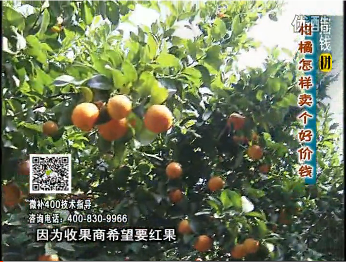 20161107珠江臺搖錢(qián)樹(shù)：柑橘?lài)娛┪⒀a紅果力、蓋力，增甜增重賣(mài)價(jià)高