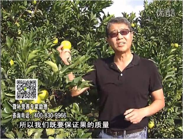 20161212珠江臺搖錢(qián)樹(shù)：紅江橙淋微補根力鈣+沖力，噴紅果力，樹(shù)勢壯，果品質(zhì)好