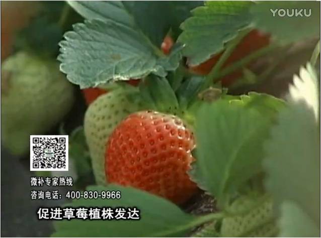 20161219珠江臺搖錢(qián)樹(shù)：草莓如何壯長(cháng)、果大品質(zhì)高？