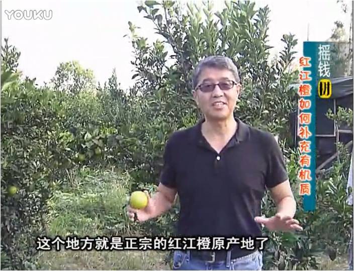 20161219珠江臺搖錢(qián)樹(shù)：紅江橙用微補方案，裂果少、樹(shù)勢好