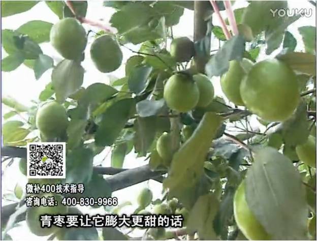 20161226珠江臺搖錢(qián)樹(shù)：青棗用微補方案，健壯長(cháng)勢，提高來(lái)花坐果
