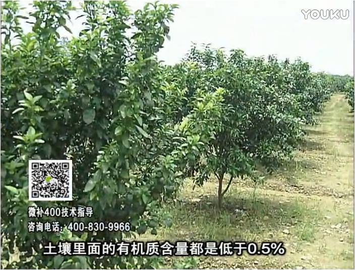 20161226珠江臺搖錢(qián)樹(shù)：柑橘?lài)娢⒀a蓋力防霜凍果、采后促花恢復樹(shù)勢撒微補倍力+有機肥