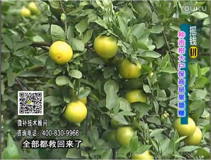 20170102珠江臺搖錢(qián)樹(shù)：柑橘?lài)娢⒀a蓋力防凍抗凍，采后冬肥下微補倍力+有機肥