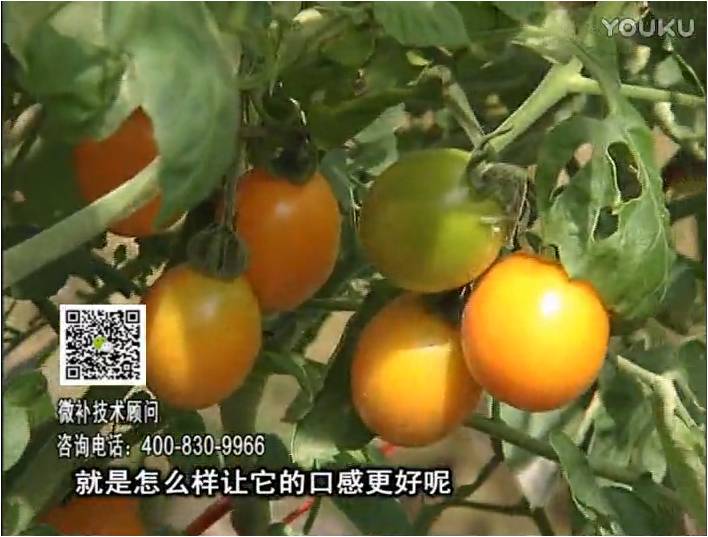 20170102珠江臺搖錢(qián)樹(shù)：番茄臍腐病、裂果、抗凍如何做？澆施微補根力鈣+精力，葉噴微補葉面肥