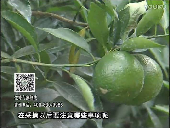 20170109珠江臺搖錢(qián)樹(shù)：新會(huì )柑用微補方案，保樹(shù)好，果品質(zhì)高，年年有收獲
