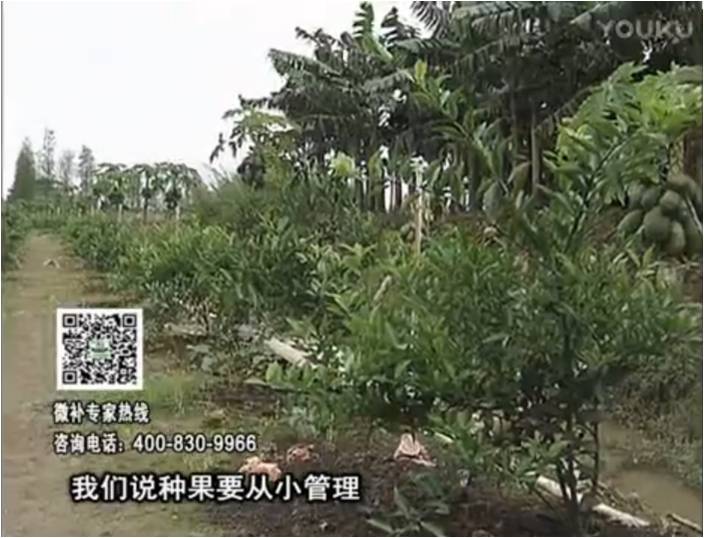20170213珠江臺搖錢(qián)樹(shù)：柑橘小樹(shù)用微補方案，促根保樹(shù)好
