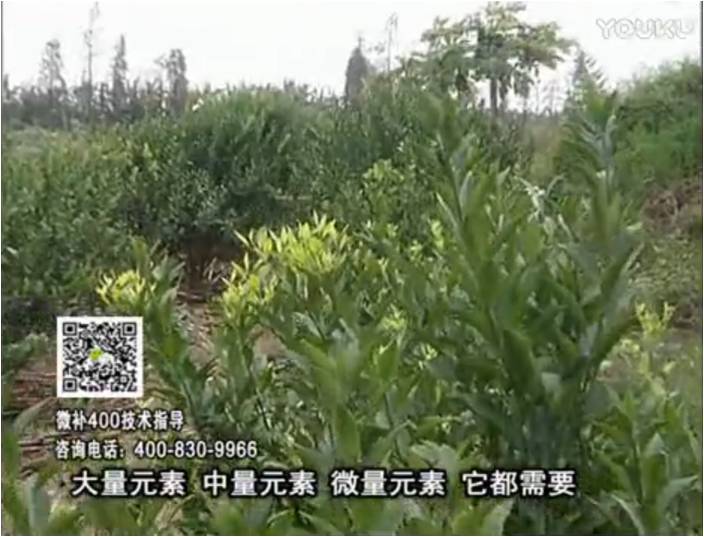 珠江臺搖錢(qián)樹(shù)：柑橘?lài)娛┪⒀a花力+硼力，補充鋅硼健壯來(lái)花，利坐果