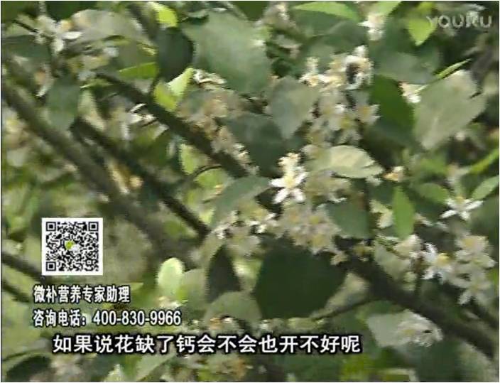 珠江臺搖錢(qián)樹(shù)：柑橘淋微補根力鈣+精力，促根壯春梢，花壯利坐果