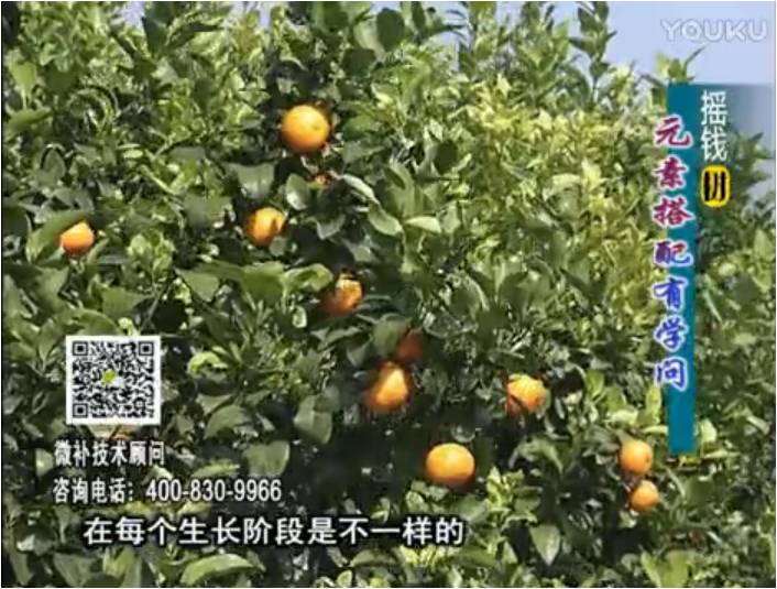 20170306珠江臺搖錢(qián)樹(shù)：柑橘淋沖微補方案，針對不同需求正確補充元素，平衡營(yíng)養健壯長(cháng)