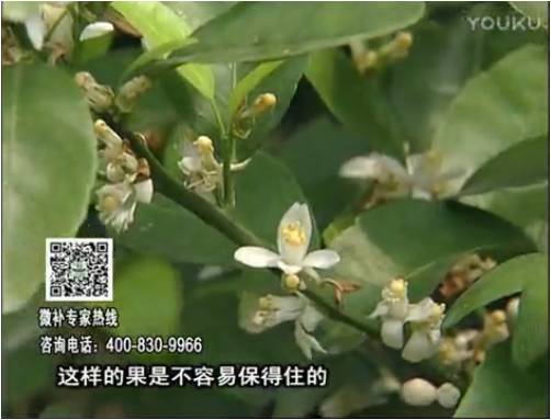 20170313珠江臺搖錢(qián)樹(shù)：柑橘淋沖微補根力鈣+精力，噴微補花力+硼力，來(lái)花健壯，預防減少弱花畸形花