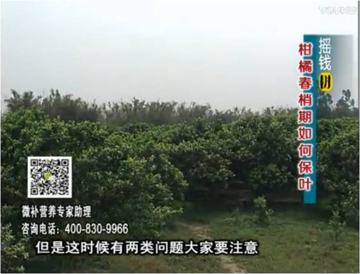 20170327珠江臺搖錢(qián)樹(shù)：柑橘預防春梢不轉綠，撒微補倍力、淋沖力鎂
