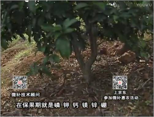 20170417珠江臺搖錢(qián)樹(shù)：柑橘?lài)娛┪⒀a果力+硼力+精華粉，保果好，果青綠
