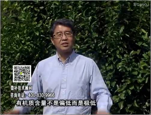 20170327珠江臺搖錢(qián)樹(shù)：撒施因迪樂(lè )有機肥、用因迪樂(lè )有機精華粉，調酸增加果地有機質(zhì)