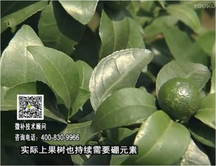 20170529珠江臺搖錢(qián)樹(shù)：貢柑蜜柚噴施微補蓋力+硼力，預防減少缺硼鈣裂果