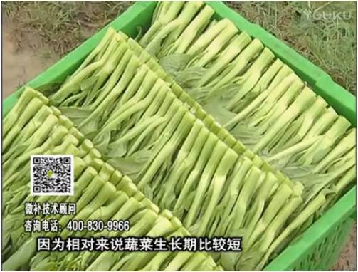 20170306珠江臺搖錢(qián)樹(shù)：蔬菜澆施微補根力鈣+精力，提高蔬菜長(cháng)勢，減少病害，提高收益