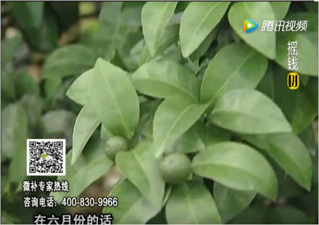珠江臺搖錢(qián)樹(shù)：柑橘樹(shù)如何調酸保葉？