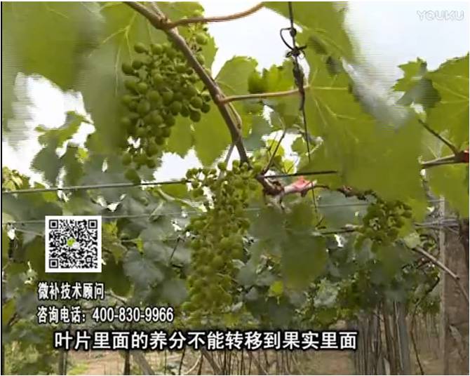 20170717珠江臺搖錢(qián)樹(shù)：果實(shí)補鈣充足，噴施螯合鈣+精華液+保葉素，品質(zhì)高、耐存儲